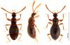 Euconnus pubicollis